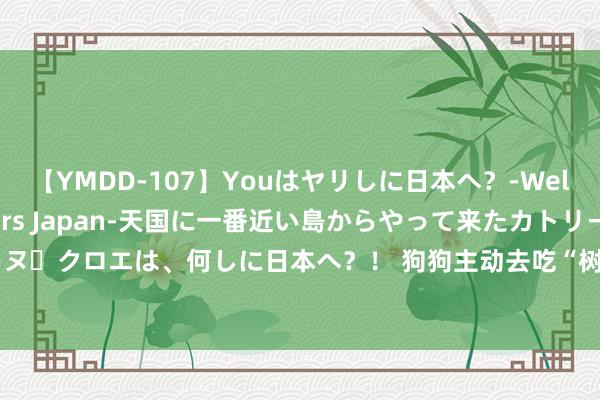 【YMDD-107】Youはヤリしに日本へ？‐Welcome to sex lovers Japan‐天国に一番近い島からやって来たカトリーヌ・クロエは、何しに日本へ？！ 狗狗主动去吃“树叶”，它是有事念念说，主东谈主别冷落